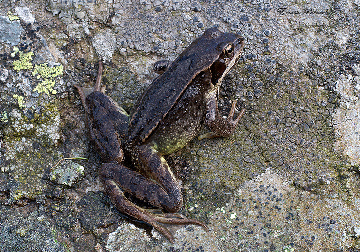 Rana temporaria